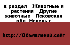  в раздел : Животные и растения » Другие животные . Псковская обл.,Невель г.